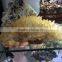 Natural Beauteous Crystal Stone Drusy Citrine Cluster For Sale