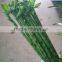 DRACAENA SANDERIANA 10cm-80cm straight lucky bamboo bonsai hot sale in USA market indoor ornamental water aquatic plants