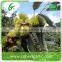 Mytext 2015 best fresh wholesale frozen chestnuts