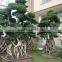 Big size strange root Braided ficus microcarpa
