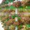 Expanded Clay for hydroponics and gardening