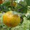 humic acid liquid fertilizer used in vegetables and fruits or all kinds of crops