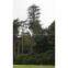 CONCEALMENT TOWERS