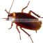 Periplaneta fuliginosa densovirus Eliminate Roaches Completely and kills roaches faster