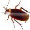 Cockroach Killer Anti Roach Gel Bait roach birth control