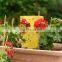 50 Pack Yellow Sticky Traps for Flying Plant Insects Like Fungus Gnats Whiteflies Aphids Leafminers Twist Ties Included