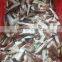 land frozen squid tip indian ocean squid tail