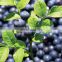 Chinese Raspberry Powder 25% Fruit Natural Lyophilized Anthocyanidins Blueberry Bilberry Extract
