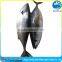 Good Frozen Bonito Meat tender and delicious