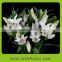 3-1 Supply 2016 best quality lily fresh cut flower decorate wedding ceremony