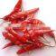 RED CHILI PRICE