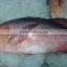 Frozen Red Snapper Fish IQF