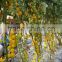 2016 Good quality Hybrid Golden yellow Cherry tomato seeds for growing and for sale-Golden Baby