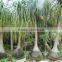 Beaucarnea Recurvata Lem Nolina Recurvata of Outdoor Landscape Ornamental Decorative Trees Plants
