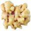 China Spice Vegetable of Fresh Ginger in Hot Sale