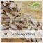 Sunflower seeds kernel 5009 long shape