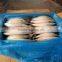 Hot sale frozen indian mackerel fish
