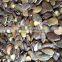 wholesale pumpkin seeds kernels GWS A