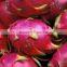 Pure Natural Red Dragon Fruit