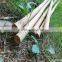 thick wall and strong tonkin bamboo canes for supporting plants at cheap price