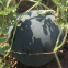 Hybrid f1 black watermelon seeds with red flesh