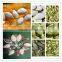new crop white pumpkin seed kernel factory