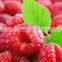with BRC certificate IQF frozen Raspberry