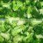 IQF broccoli /frozen broccoli