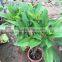 Yellow flower Plumeria rubra