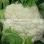 Beauty F1 Hybrid Cauliflower Seeds