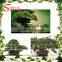 High quality life size artifical plant home decoration artifical bonsai plants