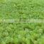 Sinocharm New Crop Fresh Organic Sweet IQF Peeled Grape Frozen Grape