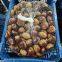 Quality Chestnut Organic Healthy Chestnut Snack in 5KG,10KG,15KG Pack