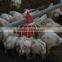 Top automatic poultry farm equipment for broiler