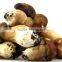 Polish Wild Dried Button Mushroom Reasonable Price