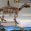 MY Dino-C074 Dinosaur park articulated skeleton models