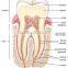 human oral pathology medical prepared slides for teaching