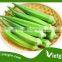 HIGH YIELD F1 HYBRID OKRA SEEDS FOR PLANTING VGO031/ VEGETABLE SEEDS