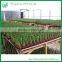 Lotus Lucky Bamboo Living Plant Wholesale