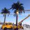 Amusement park decoration use date palm trees