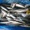 sea frozen Pacific mackerel 150~250g