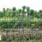 Cassia surattensis plants