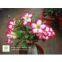 Sell : Adenium Obesum ( Desert rose)