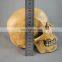 New Arrival Simulation Halloween Decorative Skull FGHS-0005