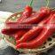 vegetables spicy food frozen red chili with good quality and moderate price in China