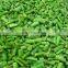 Sinocharm New Season BRC Approved 2-4CM Fresh Frozen Cut Green Asparagus IQF Green Asparagus