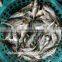 China Exporter Frozen Big eyes horse mackerel with size 40 - 60 g
