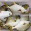 New Wholesale Seafood Whole Round Frozen Golden Pomfret/Pompano Fish