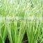School football field use C shape sport grass
