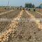 no pesticide residue yellow potato cheap potato on sale